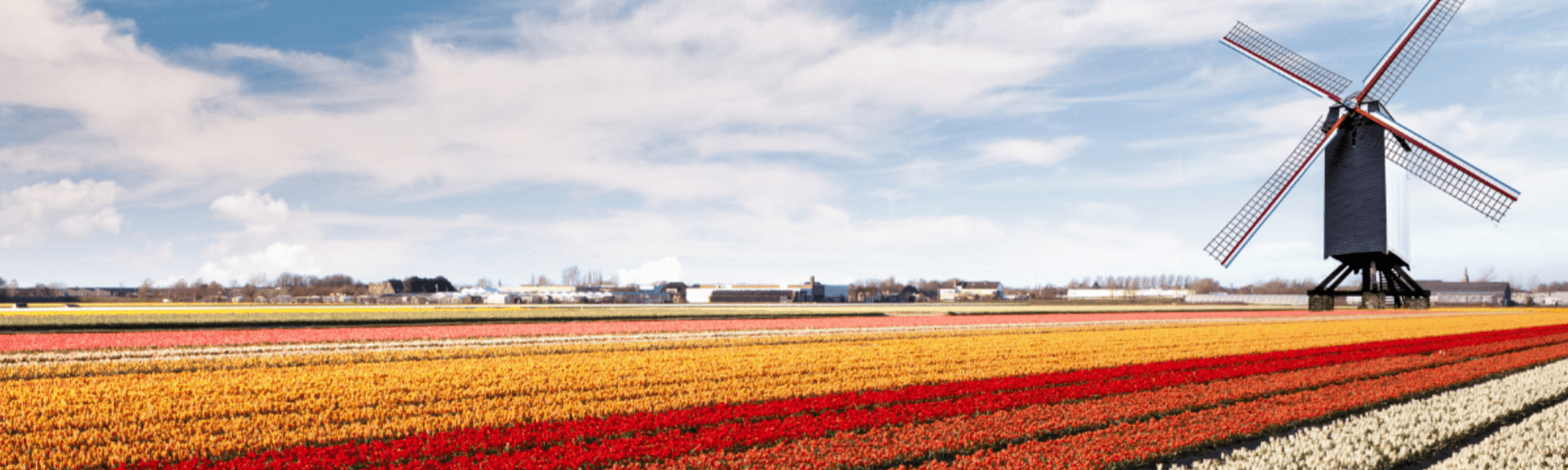 Iconic tulip fields of the Netherlands. Vitae Professionals
